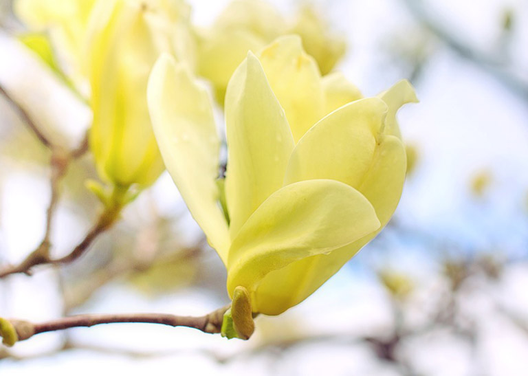 Mô tả về hoa mộc lan Ý nghĩa Hoa Mộc Lan | Biểu tượng của tài lộc, may mắn, quyền lực