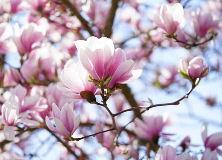 Mô tả về hoa mộc lan Ý nghĩa Hoa Mộc Lan | Biểu tượng của tài lộc, may mắn, quyền lực