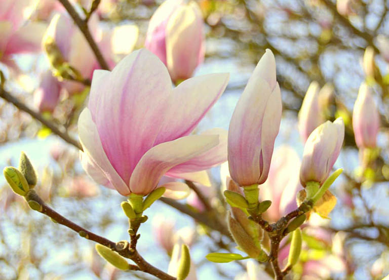 Mô tả về hoa mộc lan Ý nghĩa Hoa Mộc Lan | Biểu tượng của tài lộc, may mắn, quyền lực