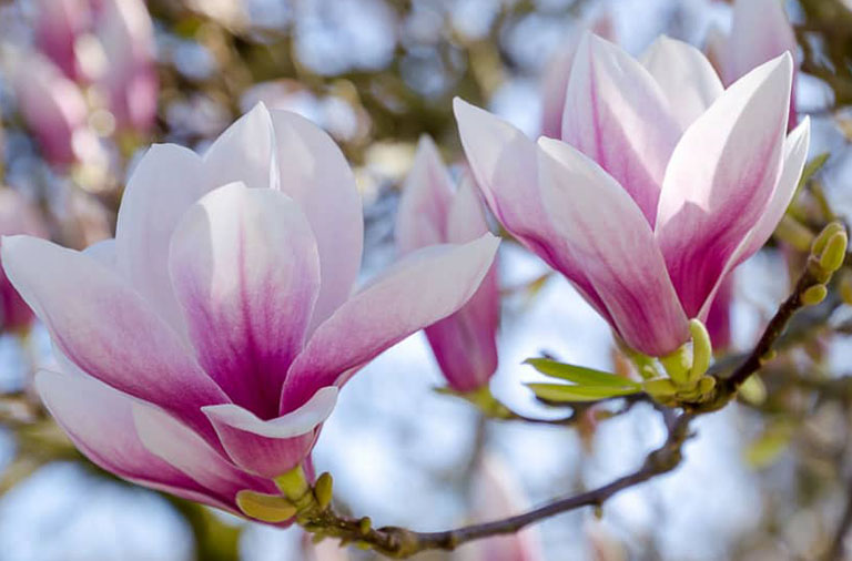 Đặc điểm của hoa mộc lan Ý nghĩa Hoa Mộc Lan | Biểu tượng của tài lộc, may mắn, quyền lực